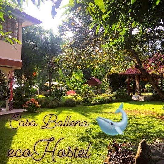 Casa Ballena Eco Hostel Uvita Eksteriør billede